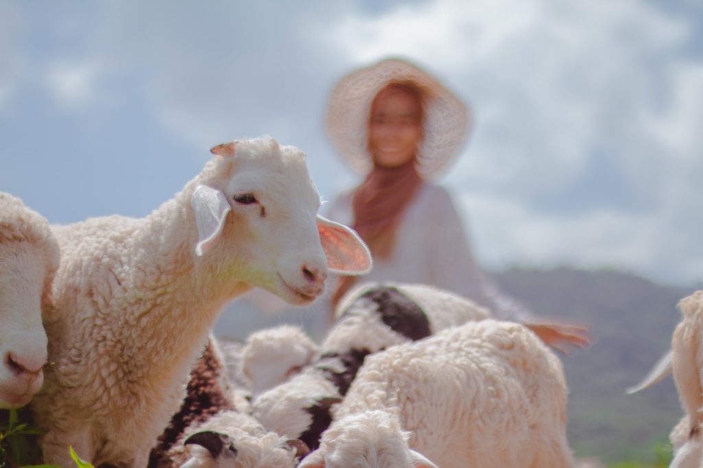 woman in white knit cap standing beside white sheep during daytime